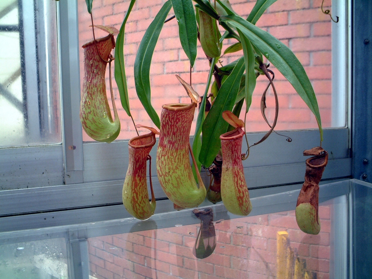 ウツボカズラ Nepenthes Rafflesiana かぎけん花図鑑