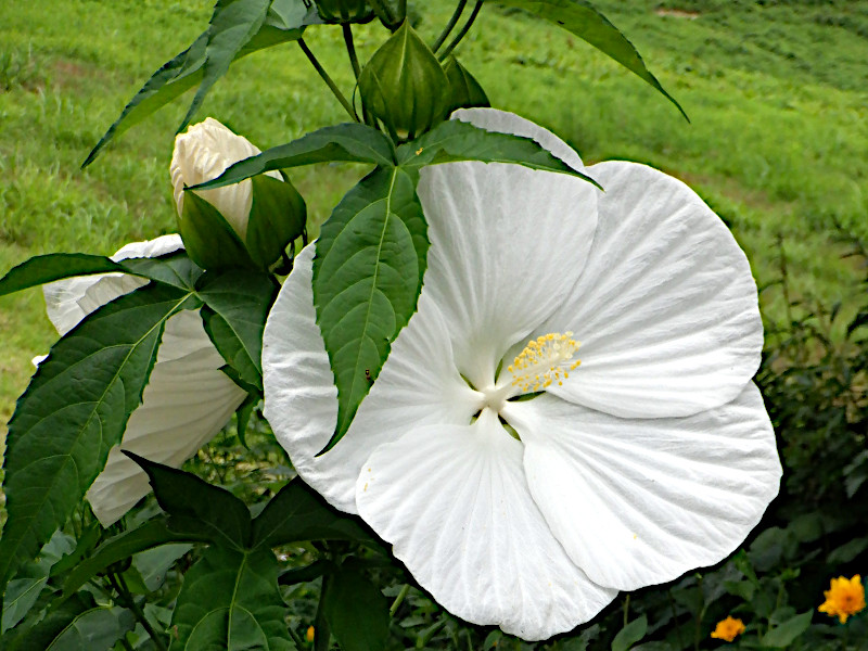 Hibiscus moscheutos