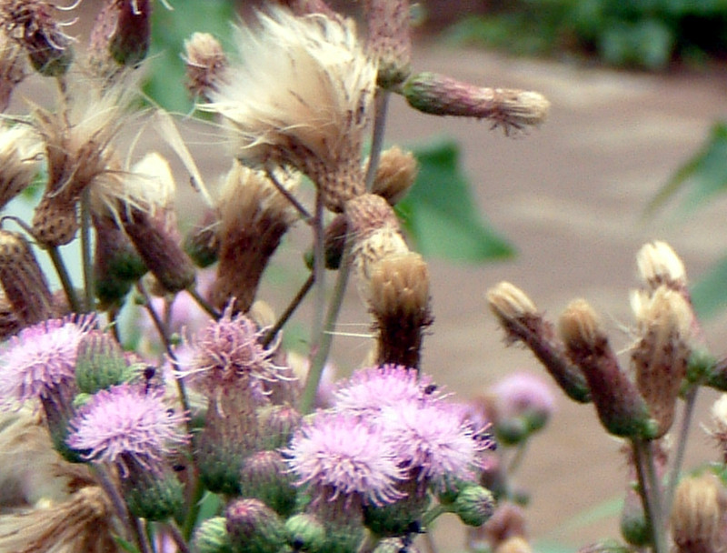 Cirsium arvense