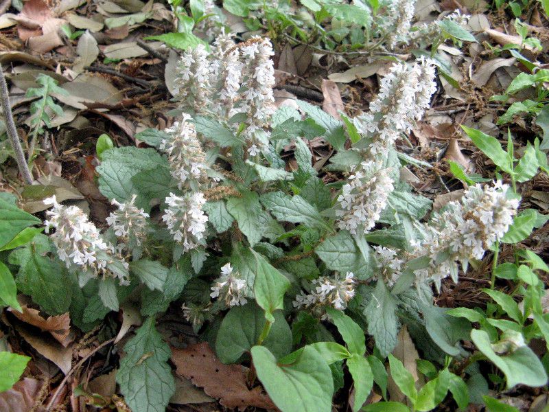 Ajuga nipponensis