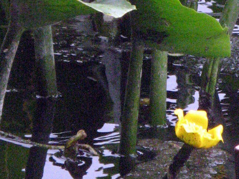 コウホネ Nuphar Japonicum かぎけん花図鑑