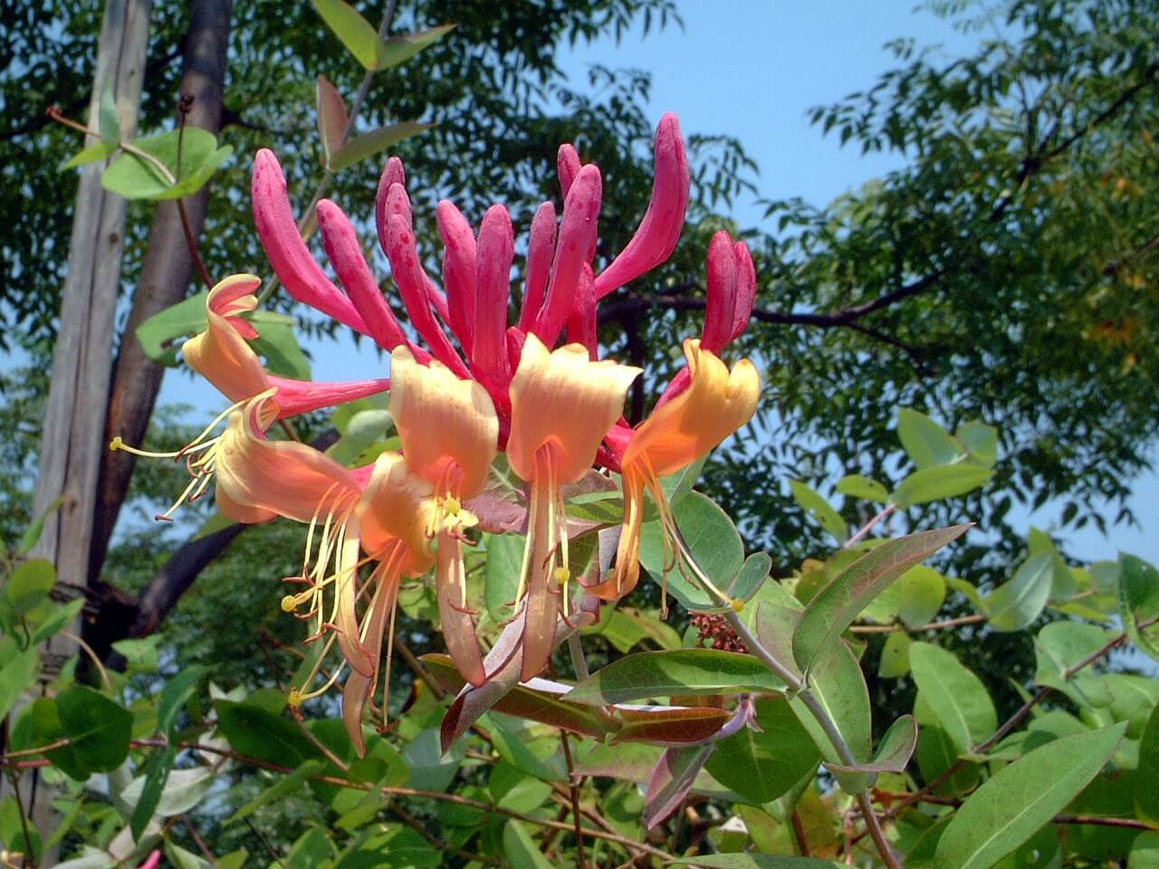 ツキヌキニンドウ Lonicera Sempervirens かぎけん花図鑑