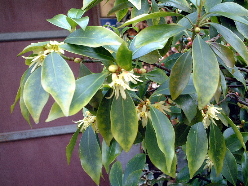 Illicium anisatum