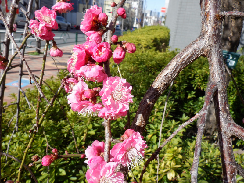 3月10日梅35.梅 難波枝垂れ