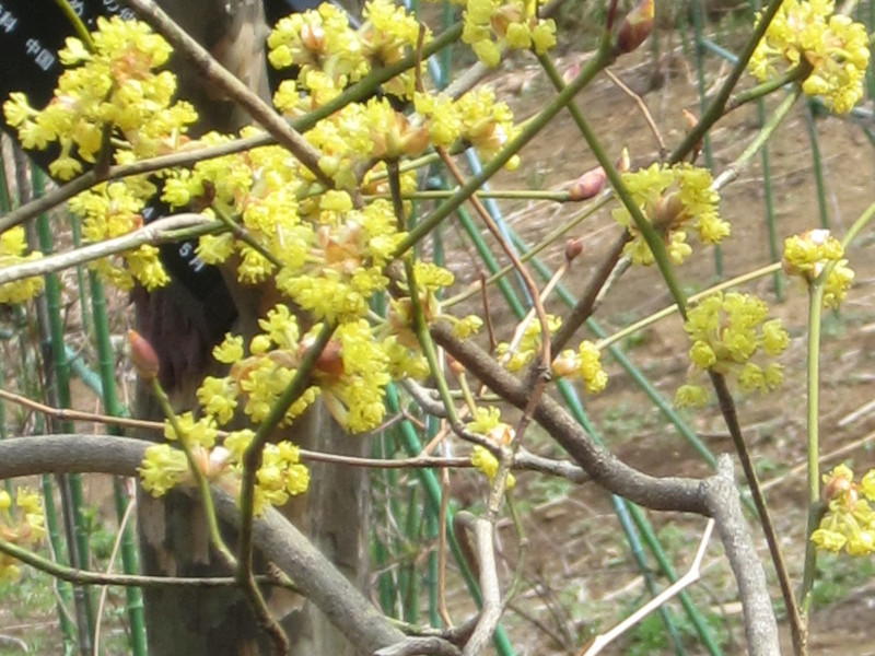 Lindera obtusiloba