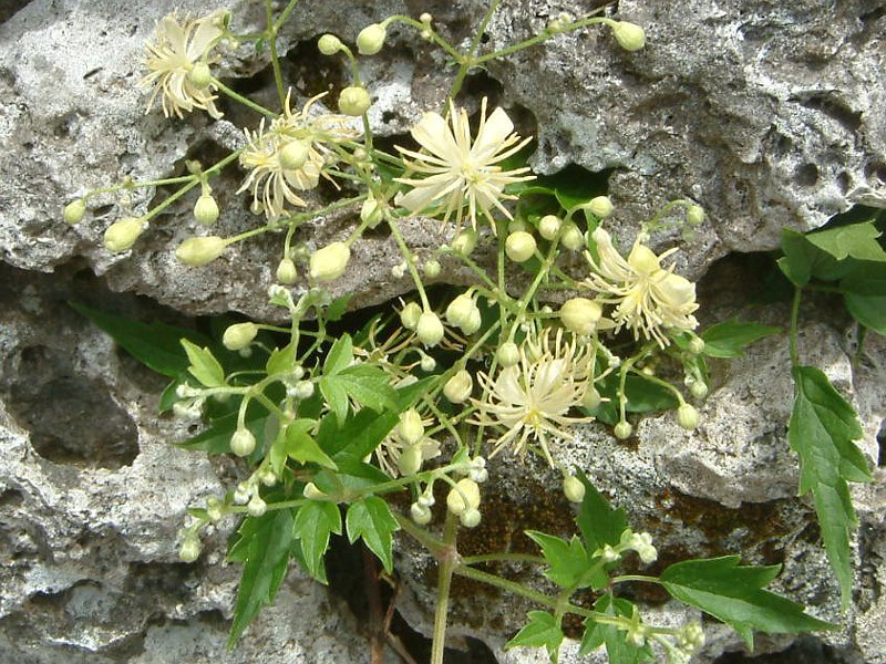 Clematis apiifoli