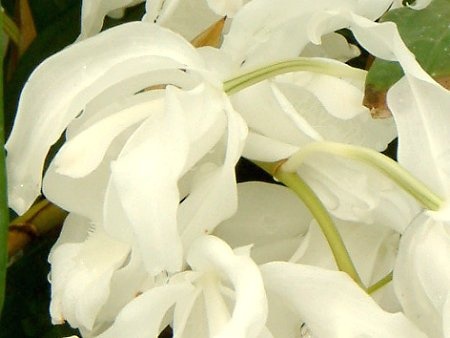 Coelogyne Pure White