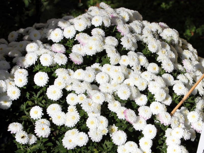 杭白菊 Chrysanthemum Morifolium 科技研花图画书