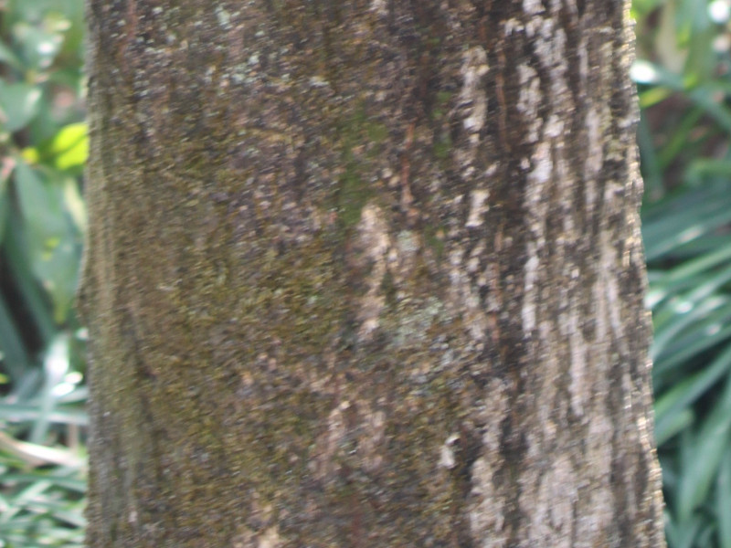 コナラ Quercus Serrata かぎけん花図鑑