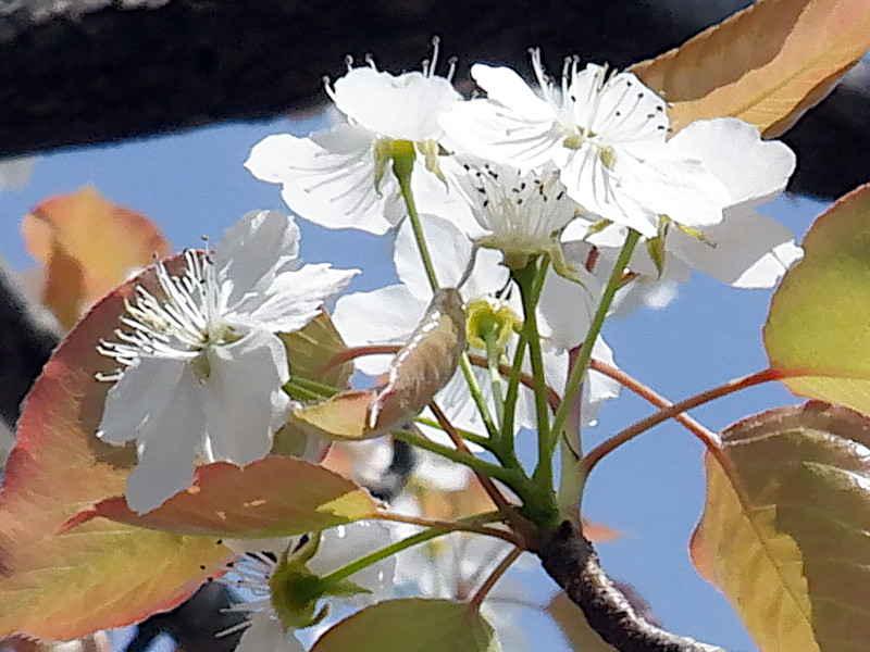 Pyrus pyrifolia