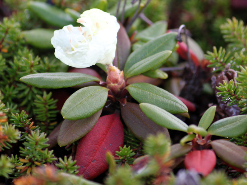 キバナシャクナゲ Rhododendron Aureum かぎけん花図鑑