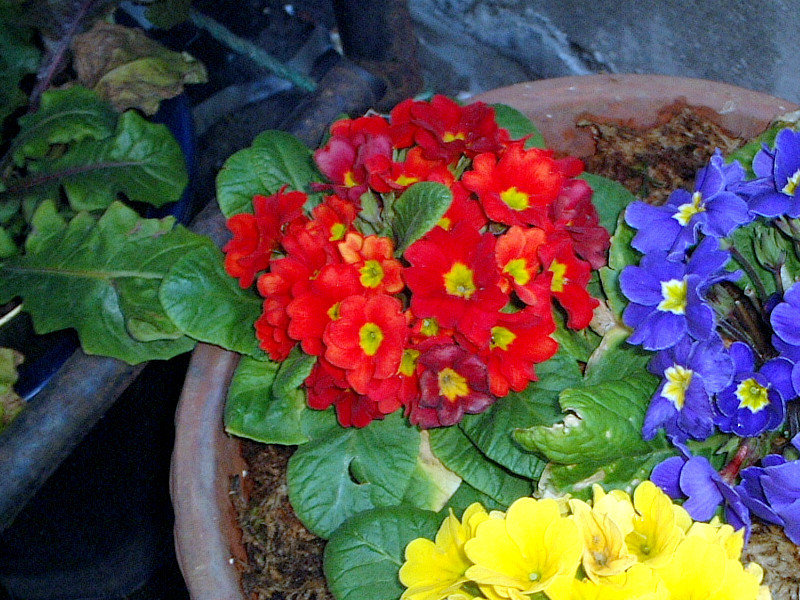 Primula  juliana