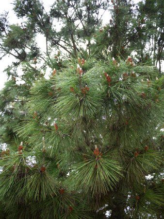 Japanese black pine