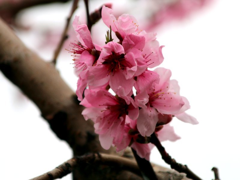 モモ Amygdalus Persica かぎけん花図鑑