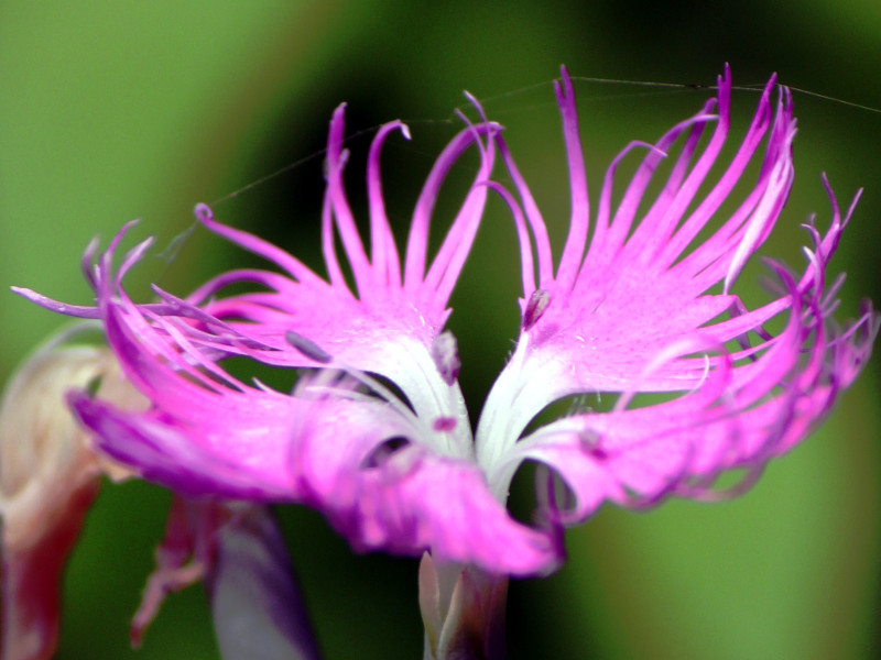 Dianthus longicalycinus