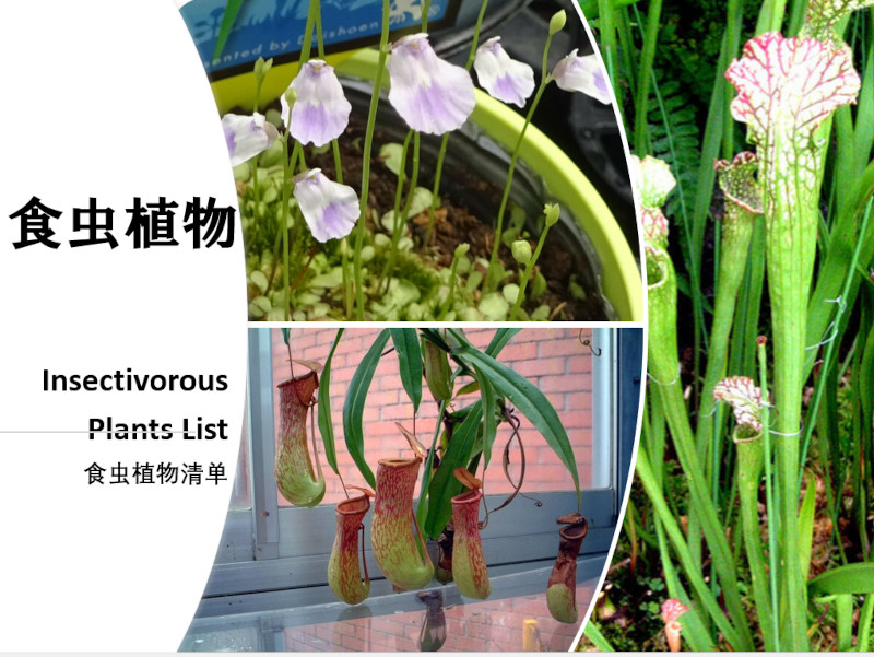 Insectivorous Plants List