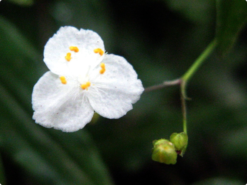 ブライダルベール Gibasis Pellucida かぎけん花図鑑