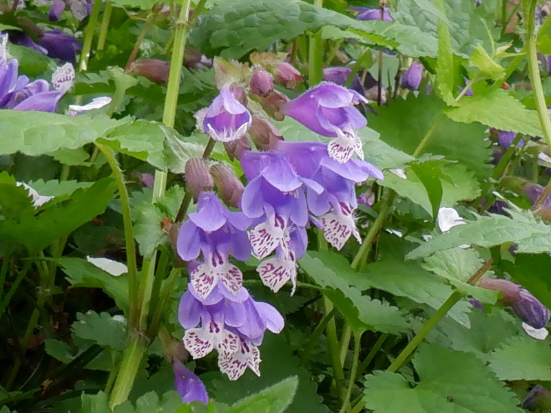 ラショウモンカズラ Meehania Urticifolia かぎけん花図鑑