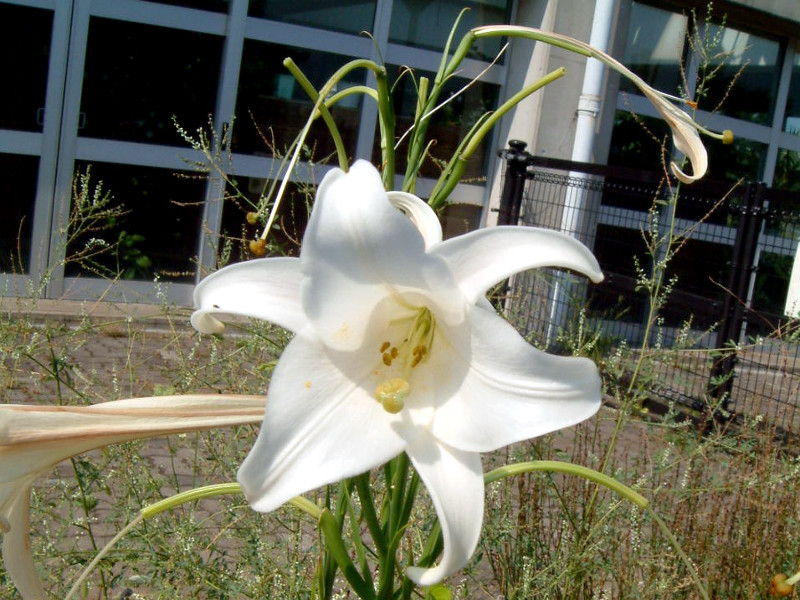 Lilium formosanum 