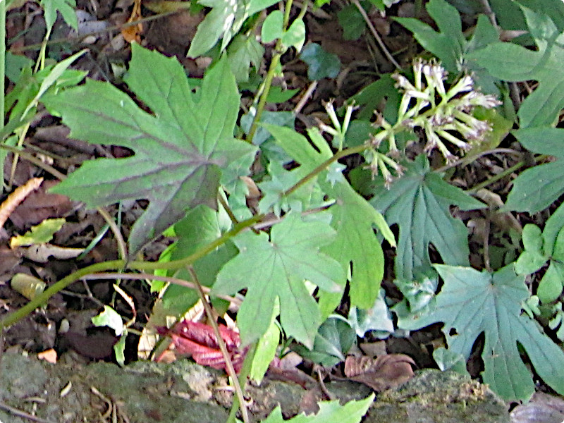 Parasenecio delphiniifolius