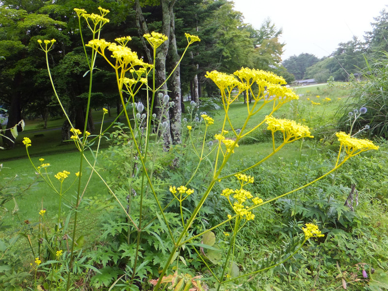 誕生花　8月16日　唐糸草、女郎花