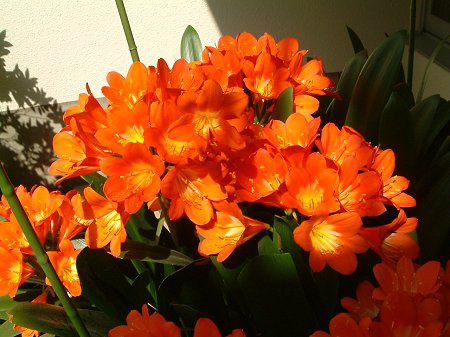 Clivia