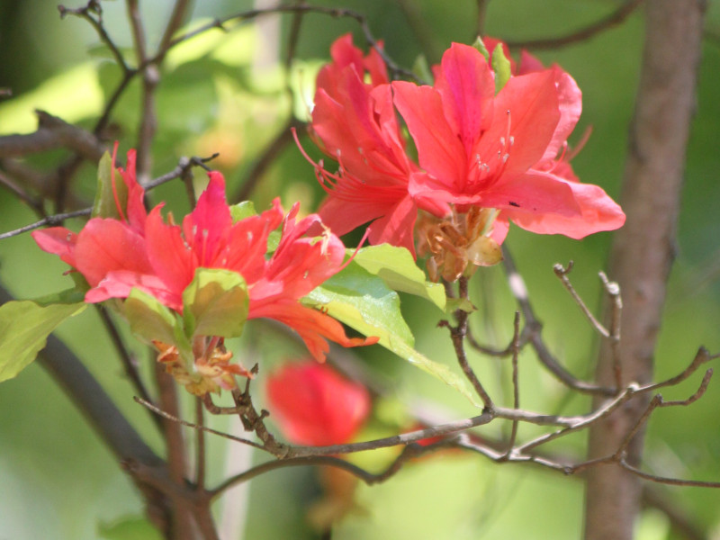 Rhododendron dilatatum