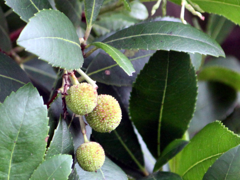 Arbutus unedo