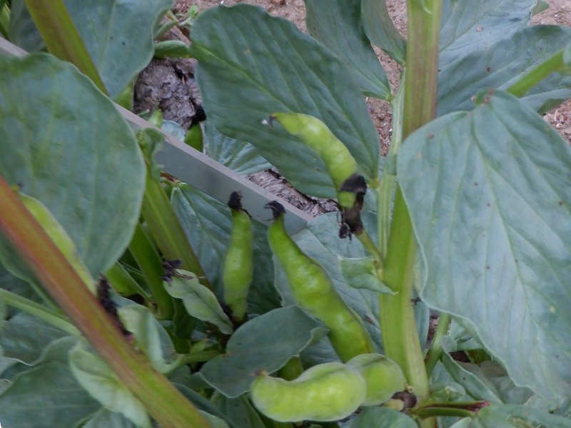 Broad beans