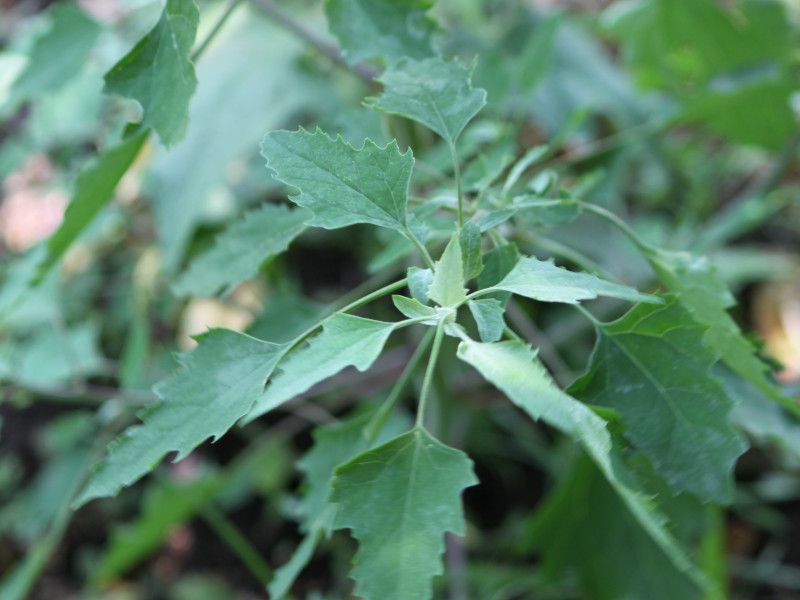 White goosefoot