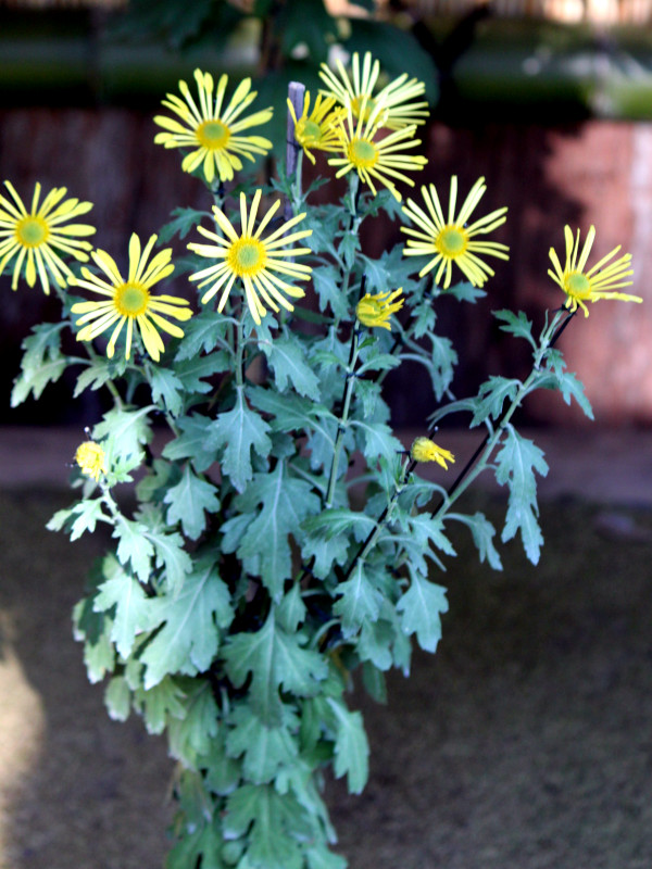 HIgo chrysanthemum