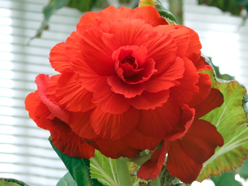  Begonia tuberhybrida