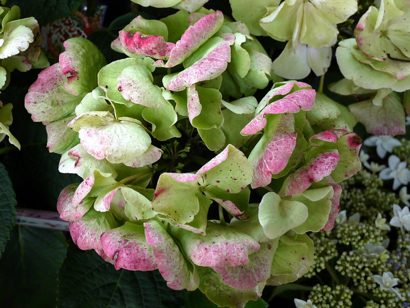 西洋绣球花 Hydrangea Macrophylla F Macrophylla 科技研花图画书