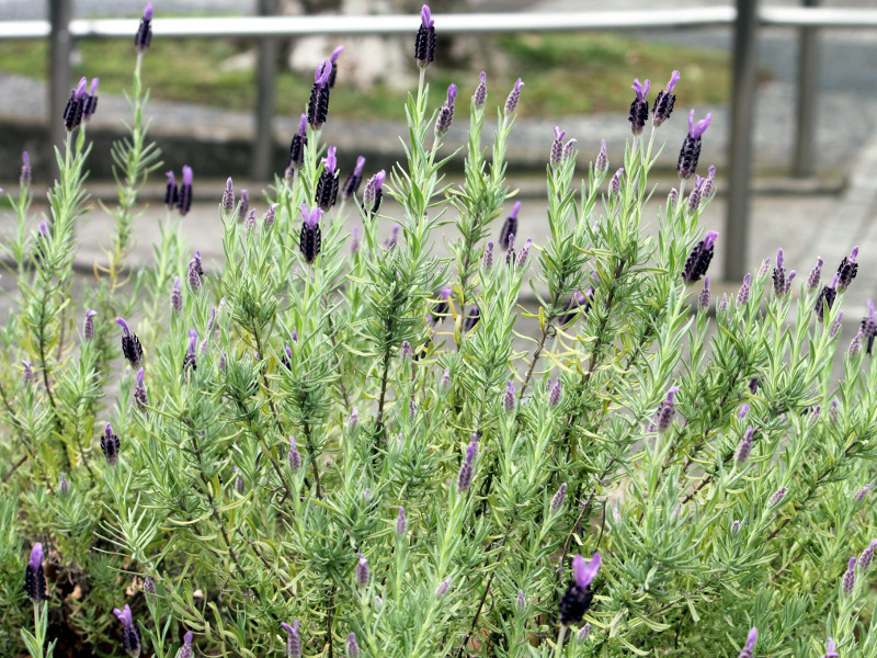 フレンチラベンダー Lavandula Stoechas かぎけん花図鑑