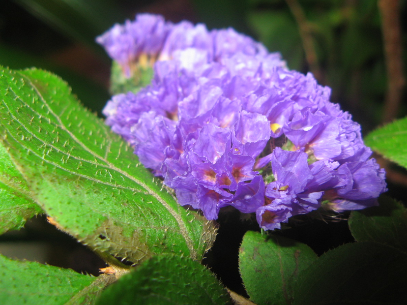 Heliotrope