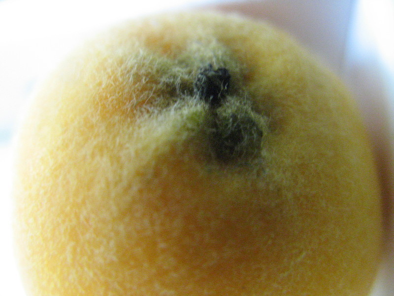 Loquat