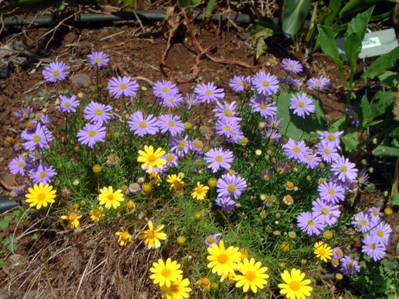 Boltonia asteroides