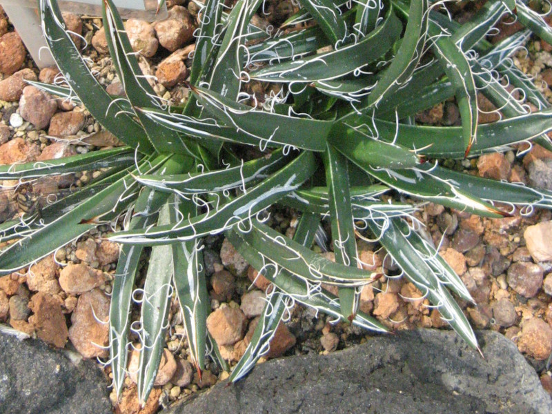 Agave parviflora