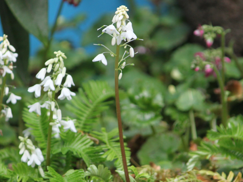  Pteridophyllum racemosum