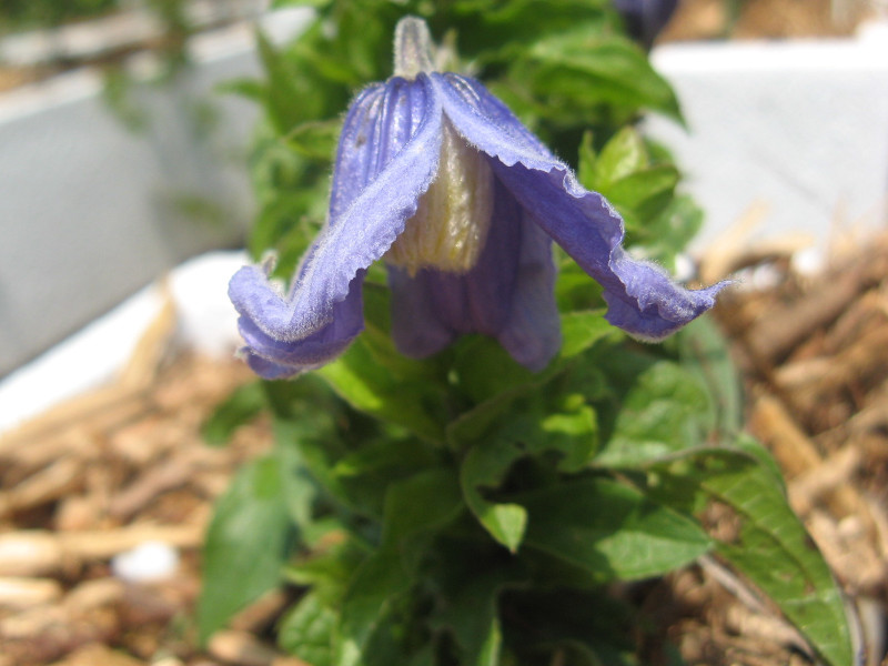 Clematis integrifolia 'Pastel Blue'