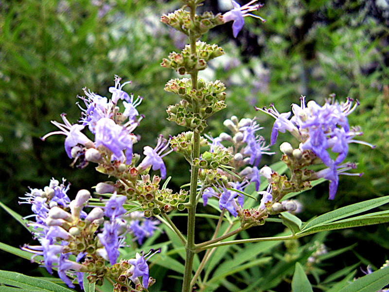 セイヨウニンジンボク Vitex Agnus Castus かぎけん花図鑑