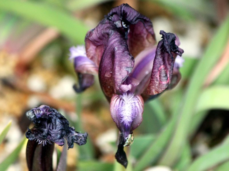 Iris suaveolens