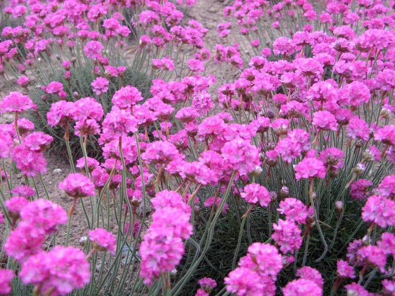 5月のピンクの花（桃色の花）一覧-１