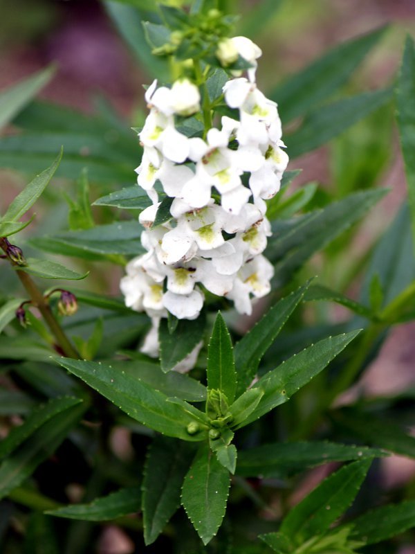 Angelonia serena