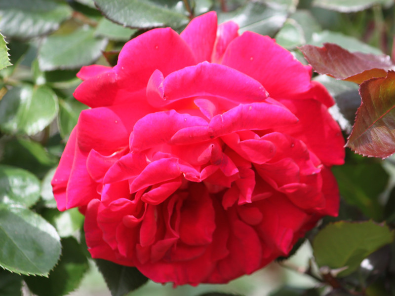 Rose 'Frankly Scarlet'