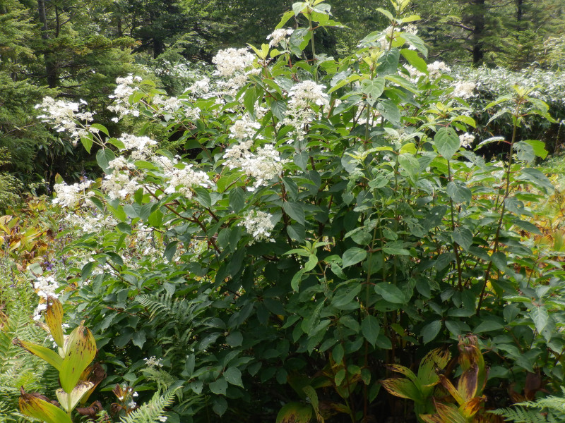 Hydrangea paniculata 