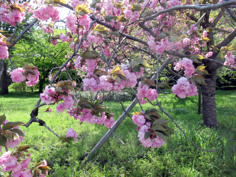 Prunus 'Kanzan'