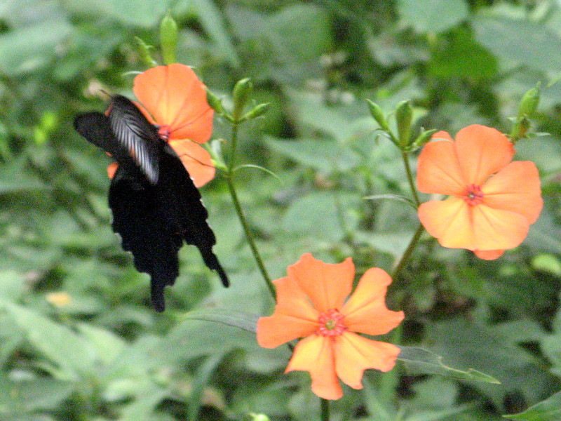 女婁菜剪秋羅 Lychnis Miqueliana 科技研花图画书