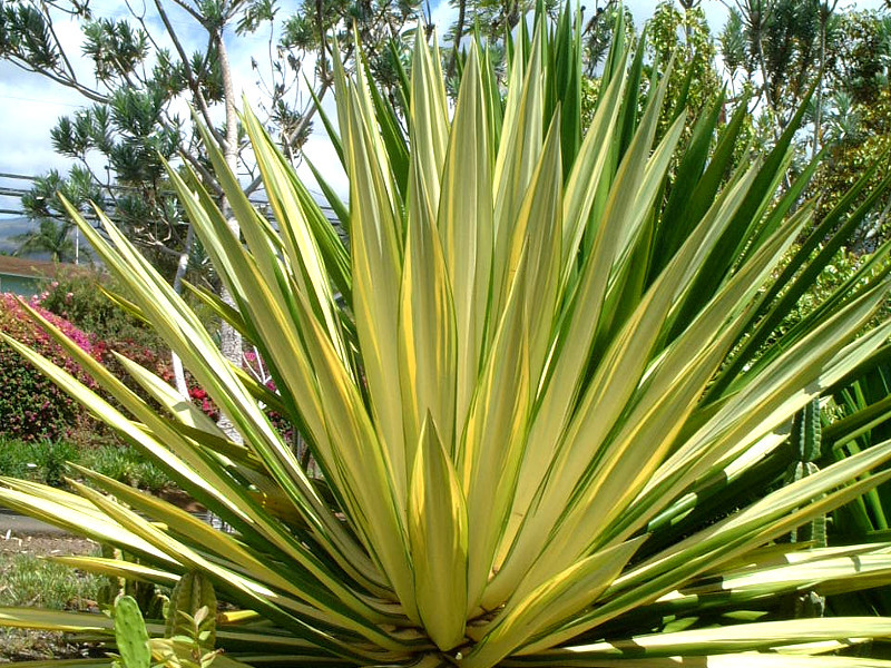 Agave angustifolia "margiana"