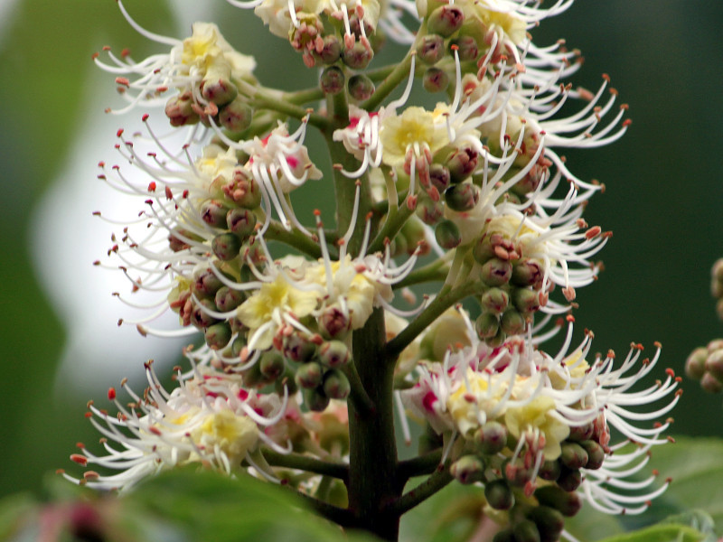 Aesculus turbinata